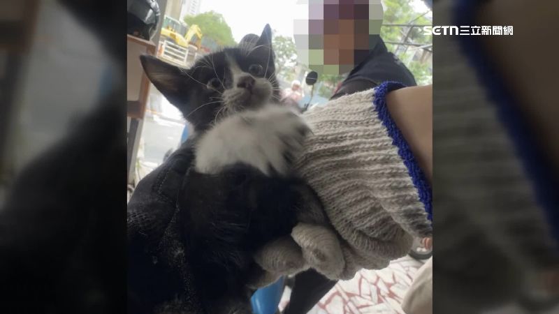 貓咪楚楚可憐的模樣惹人疼愛