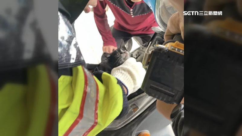 小貓可能是為了躲避風雨