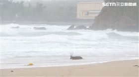 墾管處,屏東,梅花鹿,沙灘,颱風,野狗,墾丁