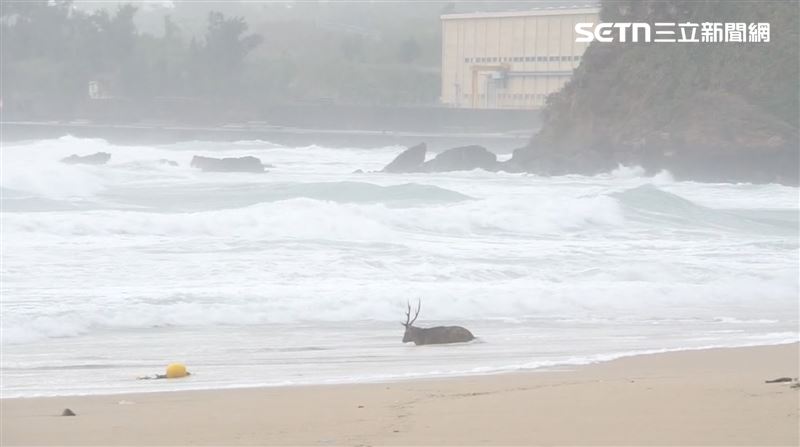 梅花鹿颱風天衝墾丁玩水　真相曝光超心疼