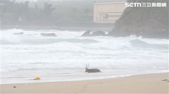 梅花鹿颱風天衝墾丁玩水　真相曝光超心疼