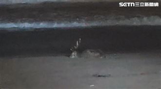 颱風首位罹難者！梅花鹿…1原因血混海亡