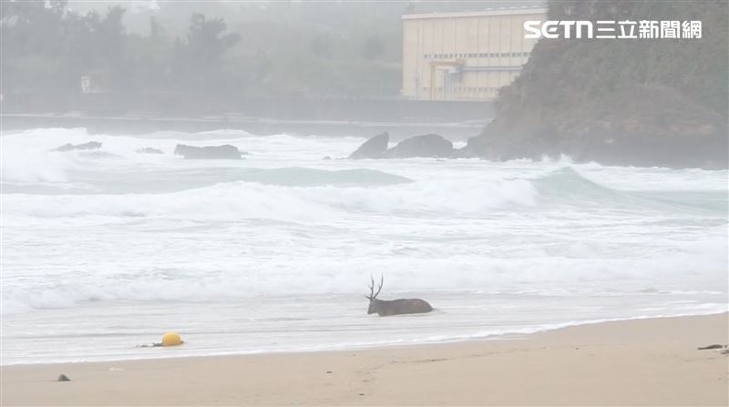 墾管處下午約13時30分接獲通報，隨即派員前往查看，基於人鹿安全，現場持續觀察監控至晚間22時許，才順利救援。（圖／記者朱俊傑攝影）