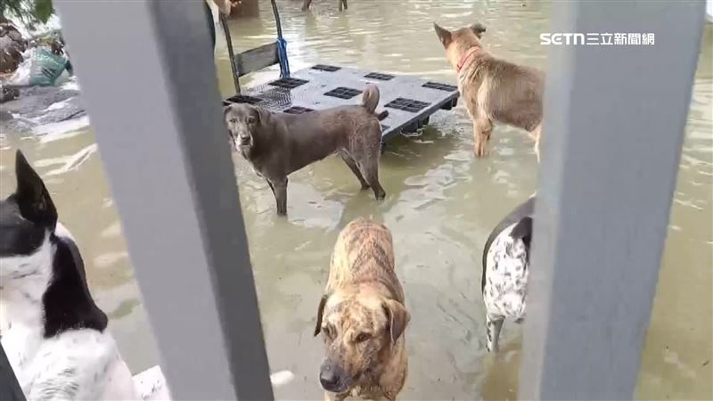動物收容所慘淹　「毛孩沙發避難」畫面曝