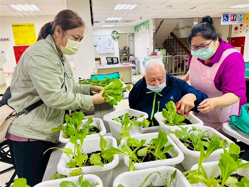 長輩們在園藝治療師吳婉苓(左)協助下，親手採收自己栽種的青江菜，臉上洋溢成就感與喜悅。（圖／桃園電子報提供）