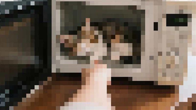 他用微波爐虐貓 兜售影片再嗆:無法抓我