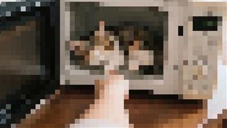 他用微波爐虐貓　兜售影片再嗆：無法抓我