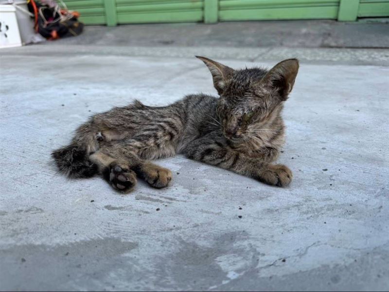 民眾通報，五股一處小巷內有奄奄一息的幼貓，牠骨瘦如柴、雙眼感染，動保員替牠取名為「小枯葉」。（圖／新北市動保處）