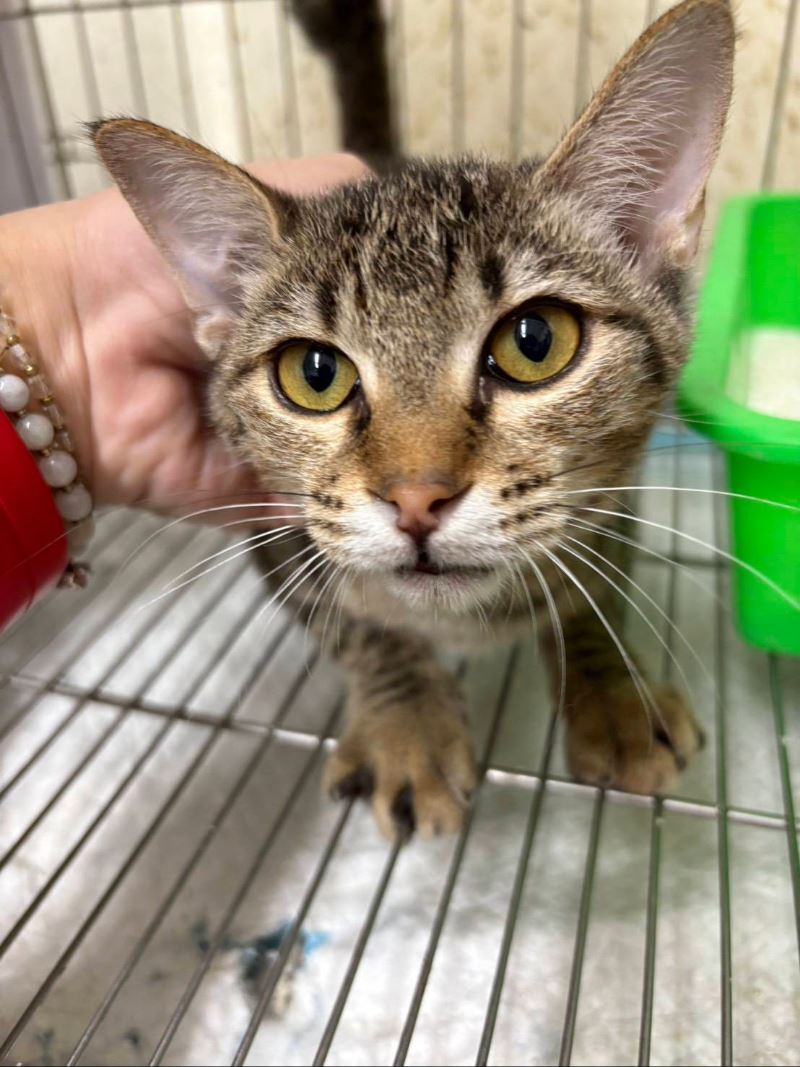 如今的小枯葉相當健康，體態恢復且有明亮大眼。（圖／新北市動保處）