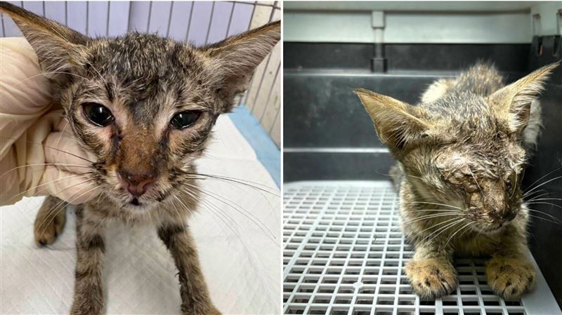 小枯葉在照料下慢慢恢復（左圖），相比剛救治時的危急狀態（右圖）好轉。（圖／新北市動保處）