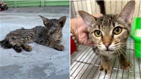 幼貓奄奄一息「瘦成枯葉」睜不開眼　五股動保幫牠重獲新生（圖／新北市動保處）