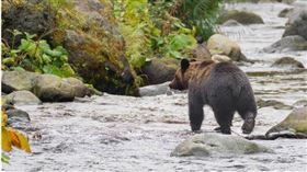 日本熊襲！飼主起床驚愛犬「內臟被吃光」