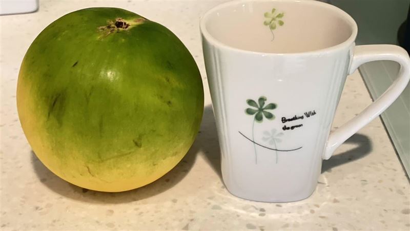 龜吼漁港買4顆黃金果近千元！幹哥嘆坑殺