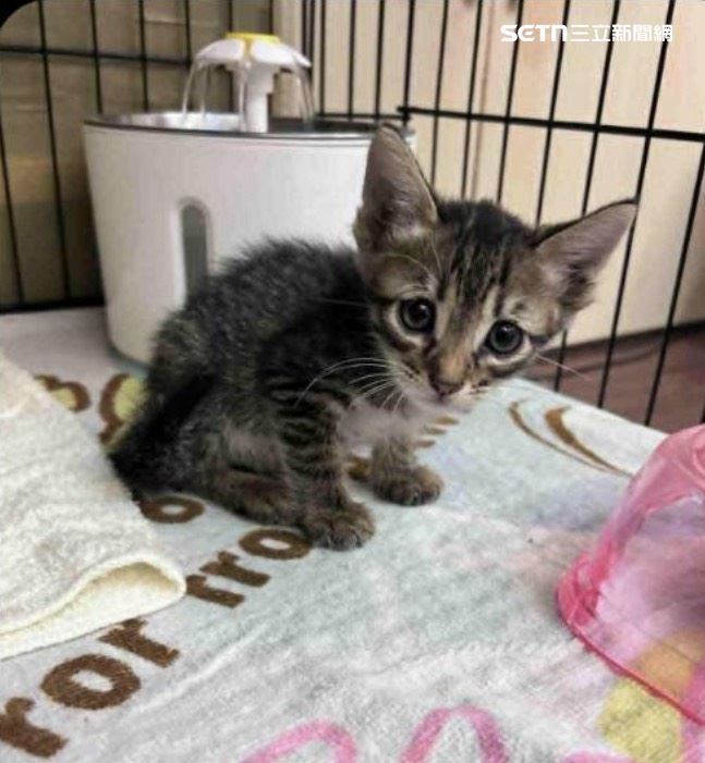 算一算疑似累計認養近10隻貓咪，全數下落不明。（圖／白橋茵辦公室提供）