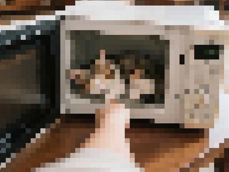 雖無法證實虐貓行為，但卓男坦承有4隻貓「拿到公園放生」，1隻「自己跑掉」，已構成棄養事實。（圖／白橋茵辦公室提供）