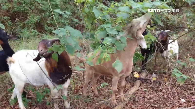各種顏色的羊在覓食