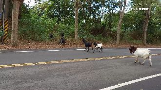 彰化羊群「路跑」險撞上　民眾怒：誰負責