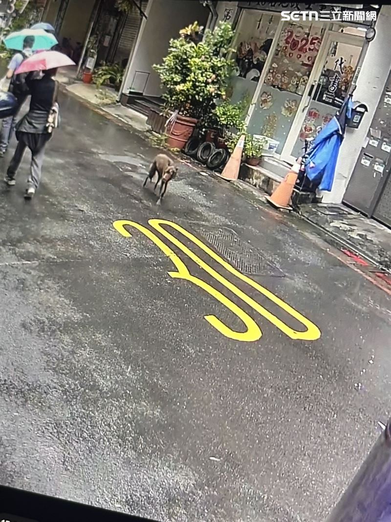 演員張楷奕愛犬失蹤四天，求協尋並懸賞一萬元。（圖／張楷奕提供）