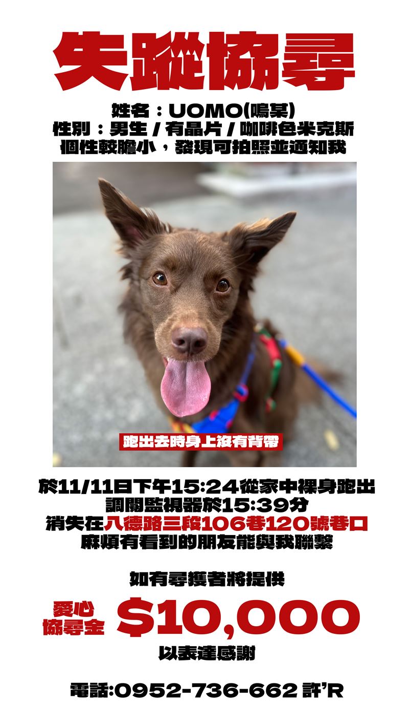 演員張楷奕愛犬失蹤四天，求協尋並懸賞一萬元。（圖／張楷奕提供）