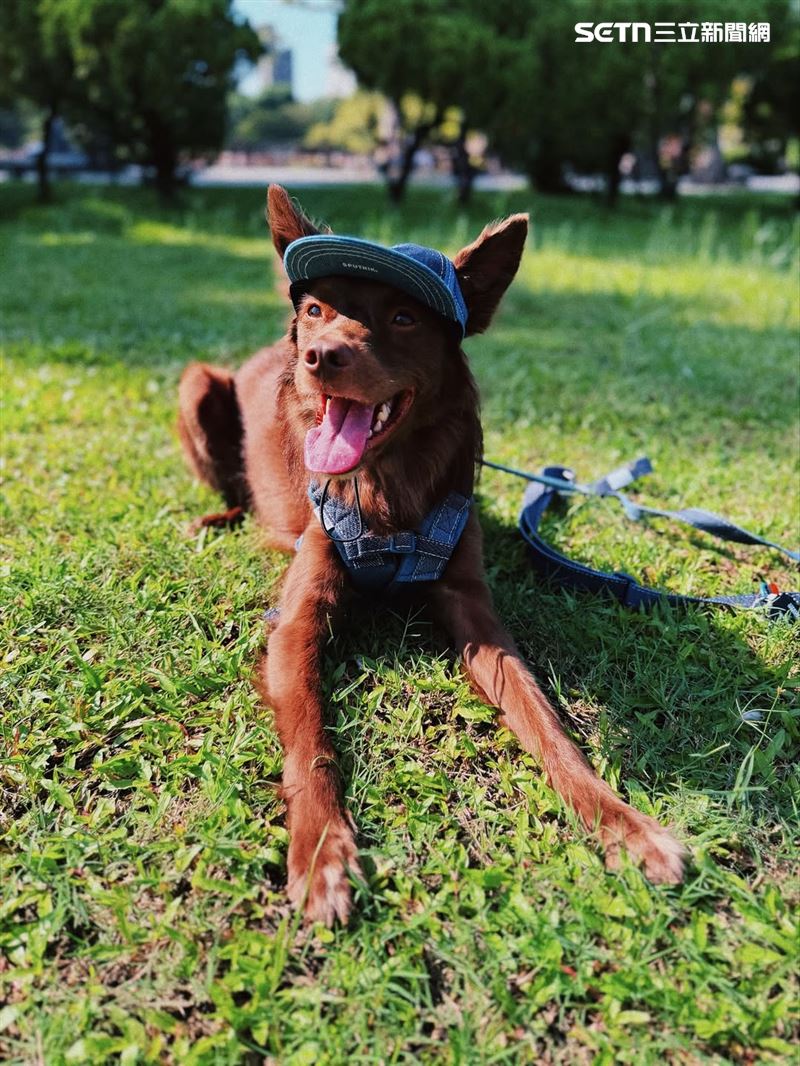 演員張楷奕愛犬失蹤四天，求協尋並懸賞一萬元。（圖／張楷奕提供）