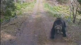 日本「熊患」不只發生在現實中，近日AI生成的熊相關影片數量也越來越多。（圖／翻攝畫面）