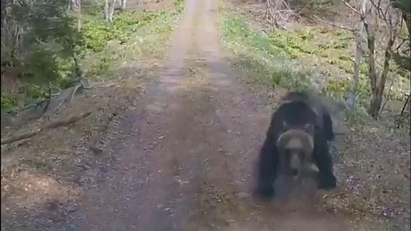 日本「熊患」不只發生在現實中，近日AI生成的熊相關影片數量也越來越多。（圖／翻攝畫面）