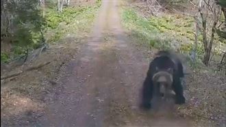 美罕見「熊害」警告！AI影片亂象人心惶惶