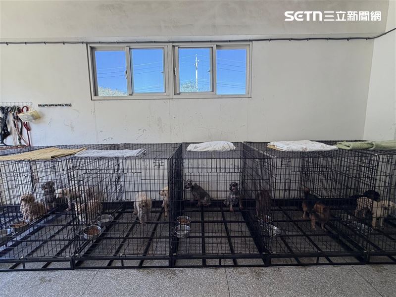 苗栗「人人犬舍」爆發虐犬爭議，目前受虐犬隻正在節育中，後續將開放認養。（圖／苗栗縣府提供）
