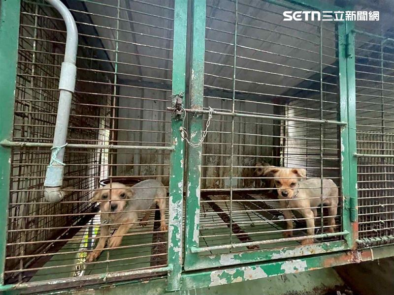 人人犬舍290隻品種狗有9成被割聲帶，還有高齡患病母犬被迫繁殖。（圖／苗栗縣府提供）