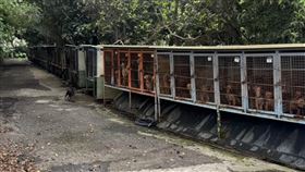 人人犬舍,割聲帶,虐犬,獸醫,爭議,繁殖,苗栗,鍾東錦,米可白（圖／新竹縣流浪動物珍愛協會提供）