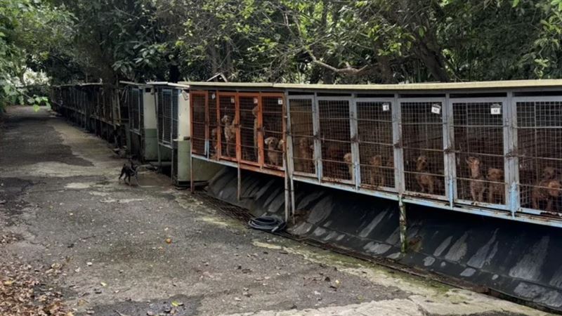 人人犬舍虐狗疏失一籮筐!爭議始末一次看