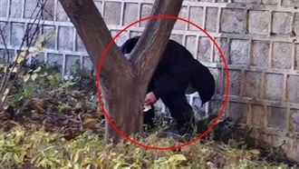 一名疑似中國人的男子在韓國知名景點景福宮牆上排便。（圖／翻攝Newsis）
