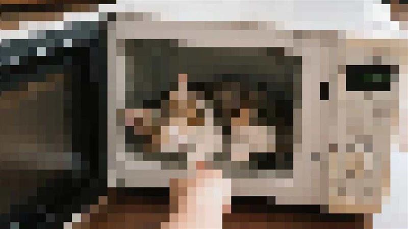 微波烹貓調查中！黃文益：10月底報案