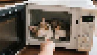 微波烹貓調查中！黃文益：10月底報案