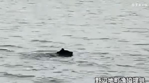 漁民驚見巨熊划水衝岸邊 獵人火速攔截