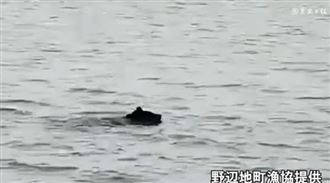 漁民驚見巨熊划水衝岸邊　獵人火速攔截