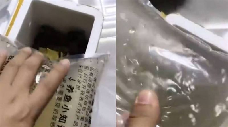 男網購50條觀賞魚　賣家1舉把魚煮熟了