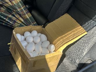 「私賣或誤出貨」？毒蛋又流出檢調要查了