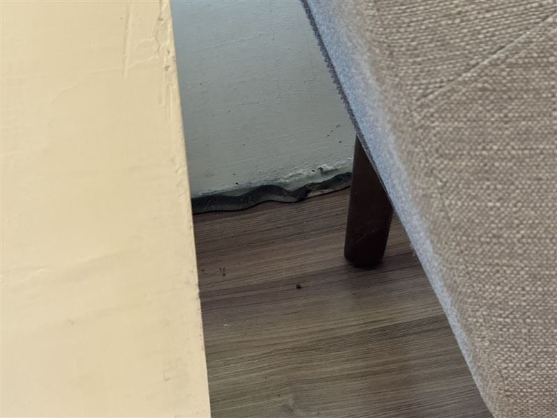 「龍井圖書館」混入一隻眼鏡蛇。（圖／翻攝畫面）