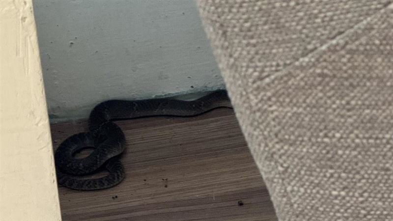 「龍井圖書館」混入一隻眼鏡蛇。（圖／翻攝畫面）