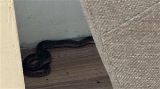 龍井圖書館混入30cm眼鏡蛇！1女遭咬送醫