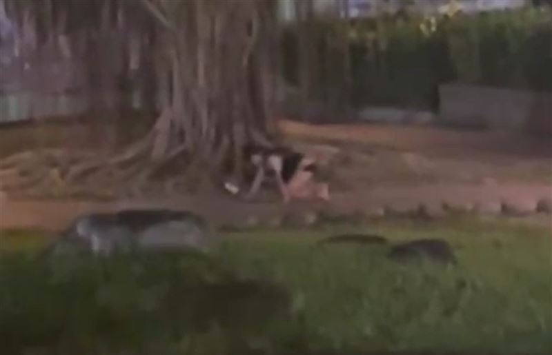 女子在夜市旁的公園內跪地爬行。（圖／翻攝畫面）