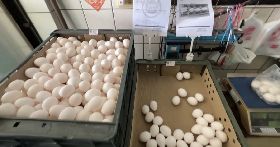 台中龍忠蛋行販售其他牧場的雞蛋