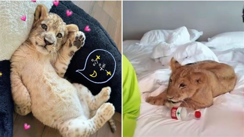 中國江蘇一家飯店推出「萌獅叫醒」服務，早上飯店工作人員會讓小獅子爬上住客的床。（圖／翻攝自微博）