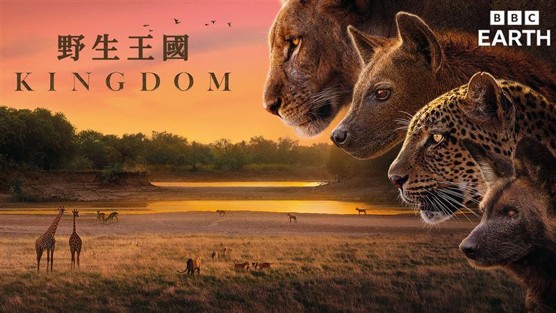 BBC Studios全新自然紀錄片《野生王國》。（圖／BBC Studios提供）