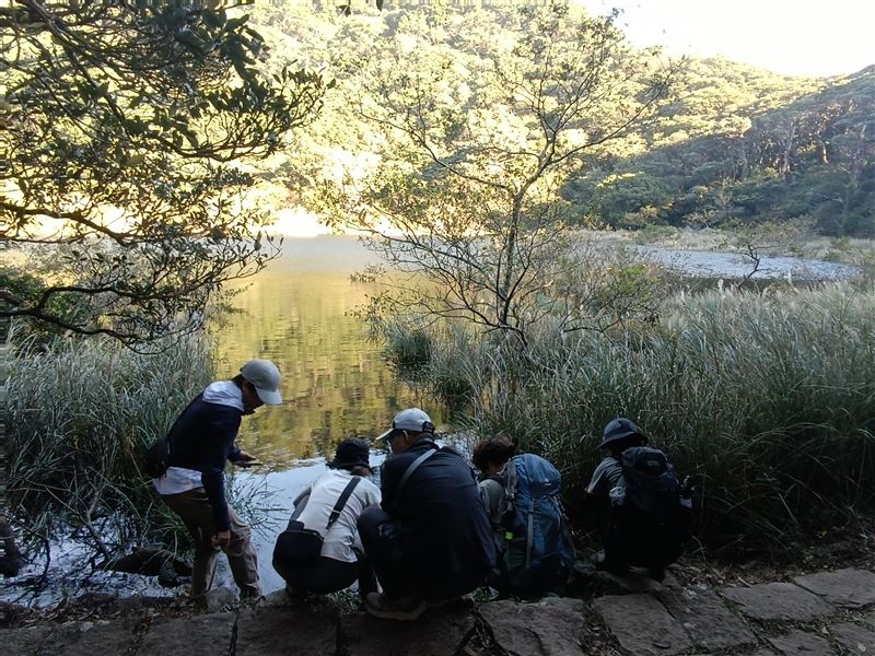大屯山區向天池的鵠沼枝額蟲（別名向天蝦）大爆發，登山客紛紛上山朝聖。（圖／記者盧素梅攝影）