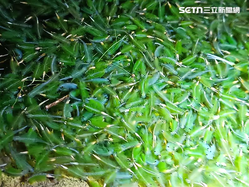 大屯山區向天池的鵠沼枝額蟲（別名向天蝦）大爆發，登山客紛紛上山朝聖，還有登山客利用向天蝦的向光性，在暗夜裡點著頭燈，只見向天蝦群聚湧來好不壯觀。(圖／記者盧素梅攝影）