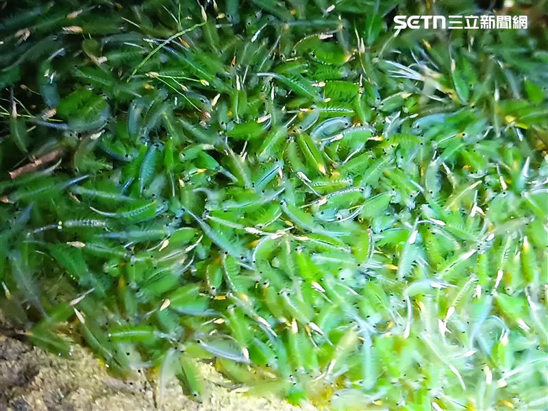 大屯山區向天池的鵠沼枝額蟲（別名向天蝦）大爆發，登山客紛紛上山朝聖，還有登山客利用向天蝦的向光性，在暗夜裡點著頭燈，只見向天蝦群聚湧來好不壯觀。(圖／記者盧素梅攝影）