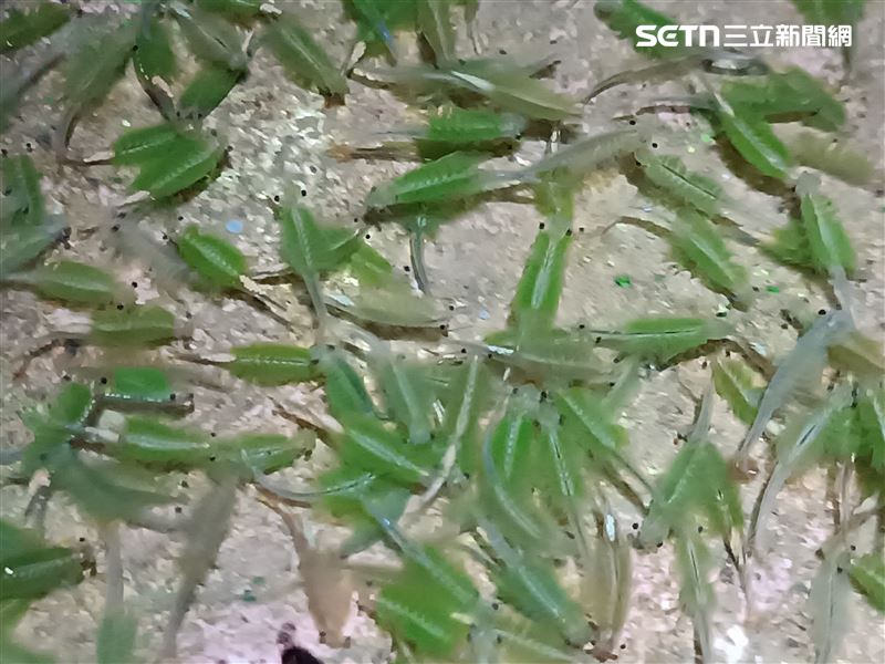 大屯山區向天池的鵠沼枝額蟲（別名向天蝦）大爆發，登山客紛紛上山朝聖，還有登山客利用向天蝦的向光性，在暗夜裡點著頭燈，只見向天蝦群聚湧來好不壯觀。(圖／記者盧素梅攝影）