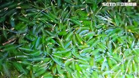 大屯山區向天池的鵠沼枝額蟲（別名向天蝦）大爆發，登山客紛紛上山朝聖，還有登山客利用向天蝦的向光性，在暗夜裡點著頭燈，只見向天蝦群聚湧來好不壯觀。(圖／記者盧素梅攝影）